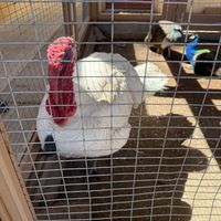   at Govinda's Natural Foods Buffet in Tucson