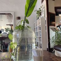 Vibe  at The Garden Café in Granada