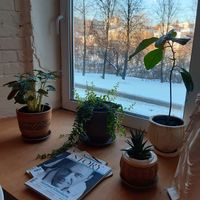Interior at Broccoli  in Kirov