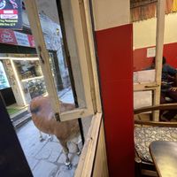 Cow poking their head in the front door haha  at Brown Bread Bakery in Varanasi