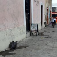 Eady to miss it! at Orgánico in Merida