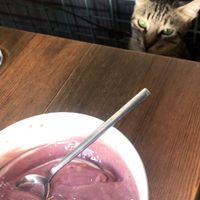  Vegan breakfast bowl with kitty cat  at Village in Istanbul