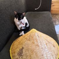 Little mate at Travel Yoga Cafe in New Delhi