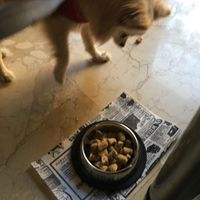 Even have a dog menu at TweeSwips in Mallorca