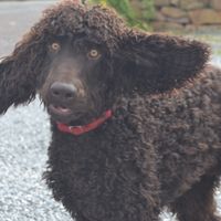 I 'm all ears....pet friendly at The Phoenix Vegetarian Restaurant & Accommodation in Castlemaine