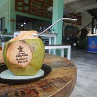 Coconut at Gecko Republic Jungle Cafe in Koh Tao