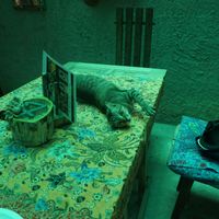 cat at Where Else! in Koh Lanta