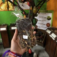 self made chocolate   at Choco Museo in Antigua