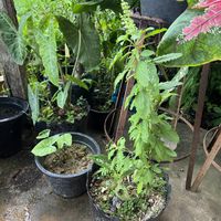   at Yawee in Koh Lanta