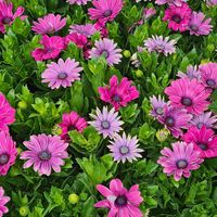  at Woodfield Cafe and Garden Centre in Birr