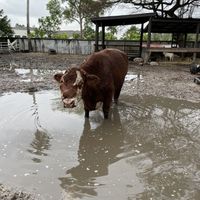 Animals  at Aguacate in Miami