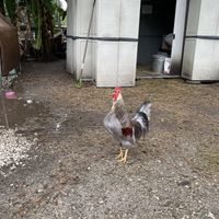 Rooster  at Aguacate in Miami