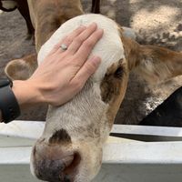 Farm sanctuary  at Aguacate in Miami