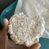 My husband’s vegan cookie!  They had a nice selection of vegan sweets. #Veganuary at Big Al's Healthy Foods in Tulsa