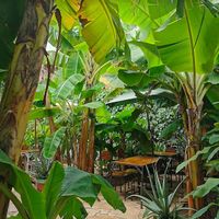   at Coco Calala in Leon