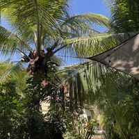   at Coco Calala in Leon