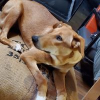 One of the cute canines 💕🐾🐾🐾 at Taghazout Chez Titrite in Taghazout