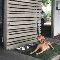 Doggie friendly at Saabi Cafe in Hendra