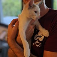 House cat at Tavci Kuhna in Lesce