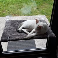 Friendly and a "hit" with the patrons. at Tavci Kuhna in Lesce