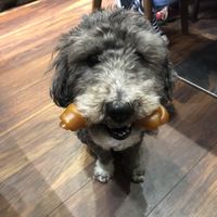 Dog treats! at Supplant Foods  in North London