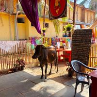 be prepared for cute visitors at Mandala Cafe in Agonda
