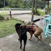 Not for people scared of dogs! He likes to bite into feet and handbags!   at Ying Ying's Kitchen in Koh Phangan