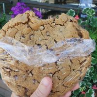 A giant chocolate chip cookie 😋 at Dharma's in Capitola