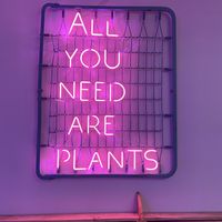 Local  at The Began in Valencia