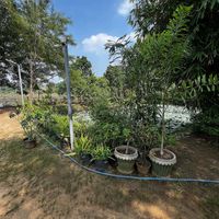   at Jaga in Polonnaruwa