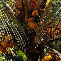   at Jaga in Polonnaruwa