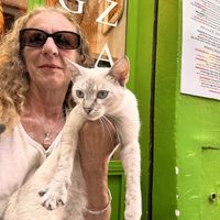 Friendly cat   at Veggie Pause  in Fes