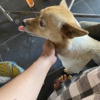   at Quan Chay - Cua Dai in Hoi An