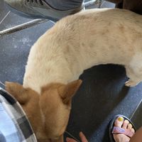   at Quan Chay - Cua Dai in Hoi An