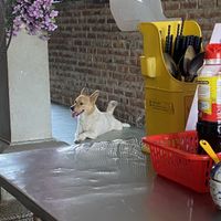   at Quan Chay - Cua Dai in Hoi An