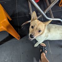 Sweet dog comes to greet customers at Quan Chay - Cua Dai in Hoi An