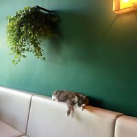 😻 at Boutique Hotel View in Amsterdam