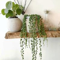 two plants I'm in love with  at Shizen in Tel Aviv