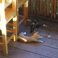 Cute pets at Terrasse in Huay Xai