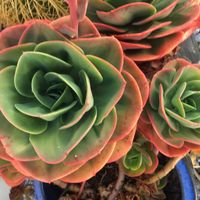 like roses at Finca Manantial de Luz in Almayate Alto