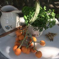 fresh Nisperos at Finca Manantial de Luz in Almayate Alto