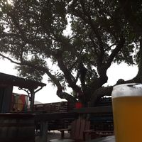 Local brew & beautiful live oak tree at 4th Street Fillin Station in Cocoa Beach