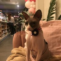 Power woman Amélie on the background. My cat who’s always welcome. And the treats and drinks in my belly.  at Catberry in Ghent