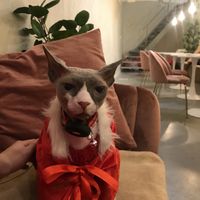   at Catberry in Ghent