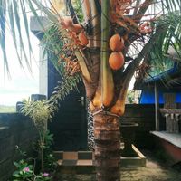 Would you like a fresh coconut  at Maruf Devi Rasta Cafe in Medewi