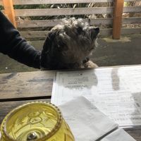 Teddy thinking about what to order. at Victoria Bar in Portland