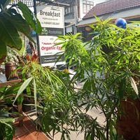  at Coffee Stains in Pai