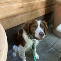 Dog friendly - they even brought him a dish of water   at Press in Dubbo