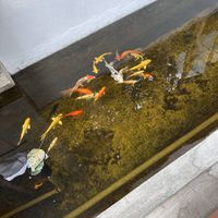 koi fishes outside the place  at Here & Now - Binh Thanh in Ho Chi Minh City