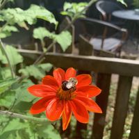 Lovely bees buzz around enjoying all the bright flowers! 💐🐝 🌺 The patio is totally perfect for a relaxing, happy meal. 🍽️   at Bird's Nest Cafe in Nashville